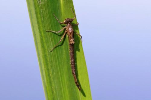 Erythromma lindenii